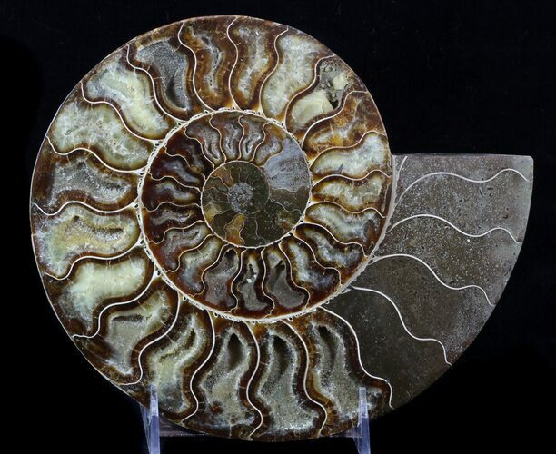 Cut Ammonite Fossil (Half) - Beautifully Agatized #58274
